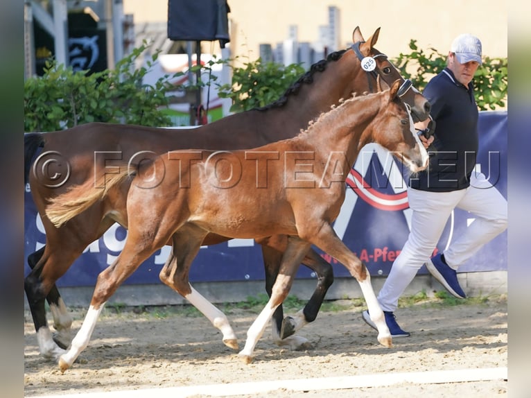Deutsches Reitpony Stute Fohlen (02/2025) 147 cm Dunkelfuchs in Gresten
