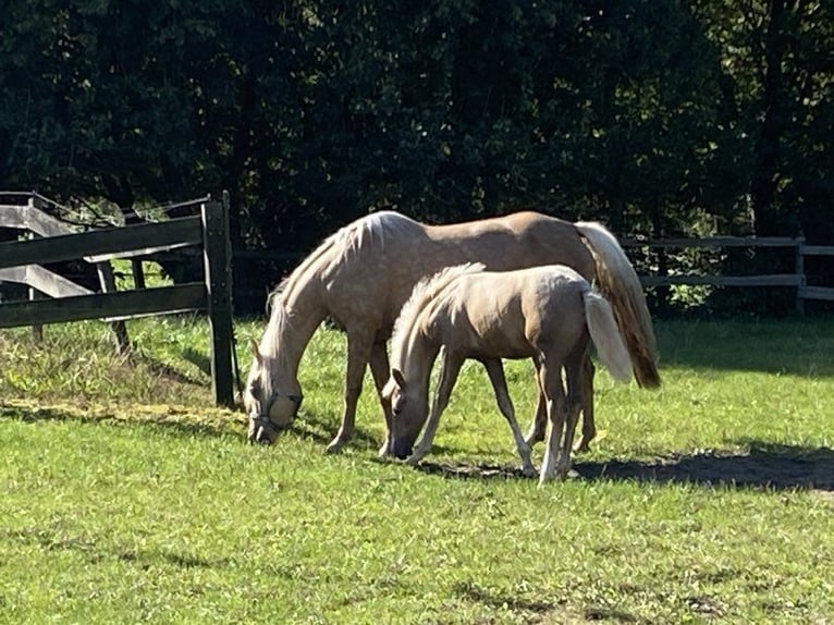 Deutsches Reitpony Stute  147 cm Palomino in Twist