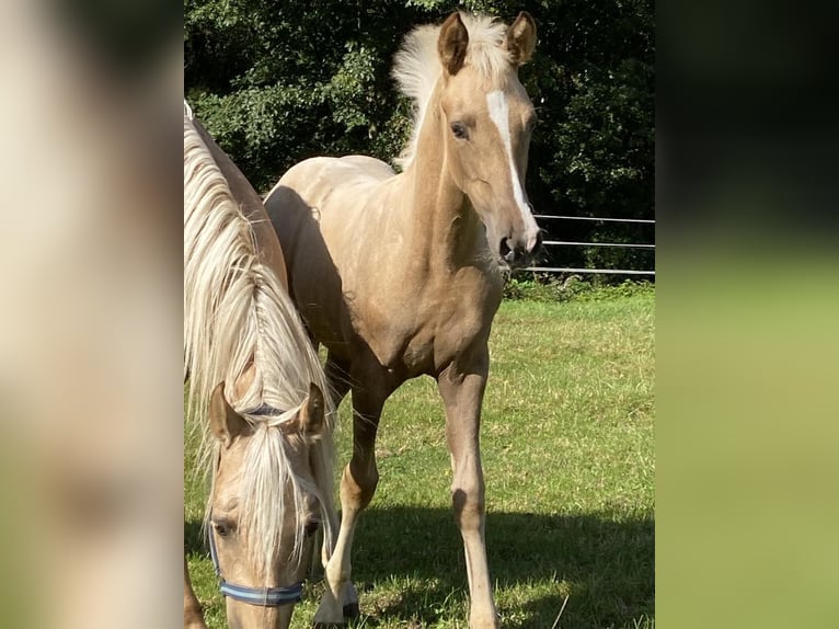 Deutsches Reitpony Stute  147 cm Palomino in Twist