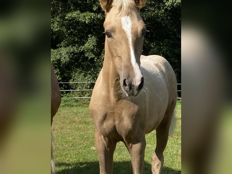 Deutsches Reitpony Stute  147 cm Palomino in Twist