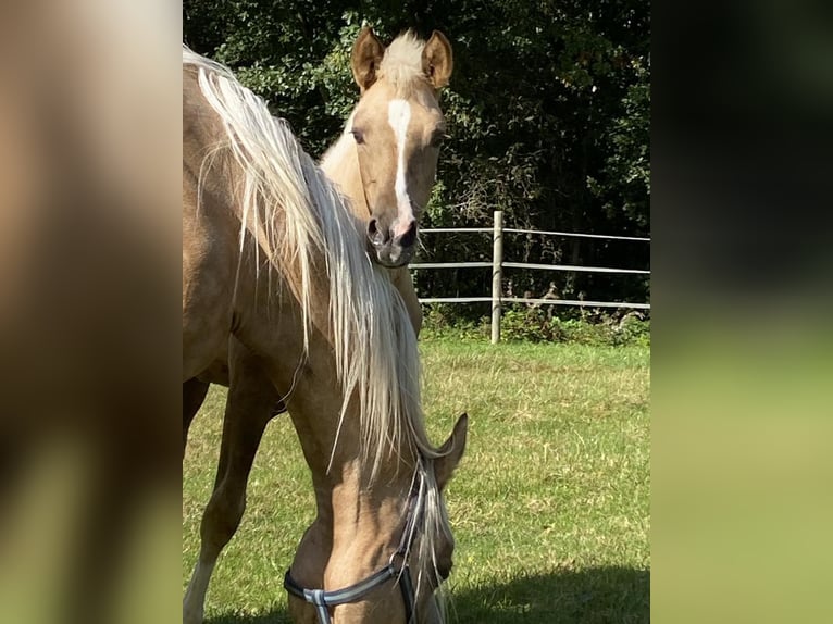 Deutsches Reitpony Stute  147 cm Palomino in Twist