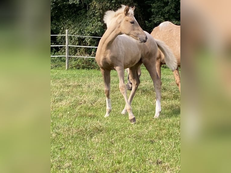 Deutsches Reitpony Stute  147 cm Palomino in Twist