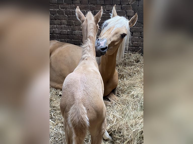 Deutsches Reitpony Stute  147 cm Palomino in Twist