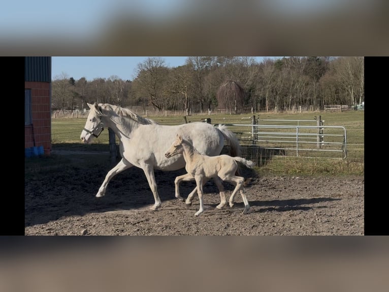 Deutsches Reitpony Stute Fohlen (02/2026) 147 cm Palomino in Langwedel