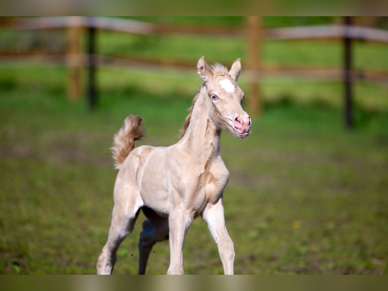 Deutsches Reitpony Stute  147 cm Perlino in Pelt