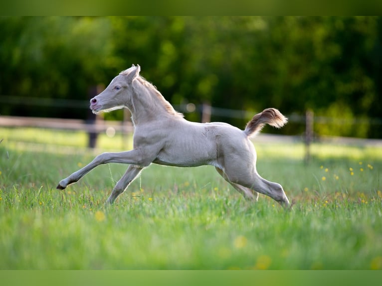 Deutsches Reitpony Stute  147 cm Perlino in Pelt