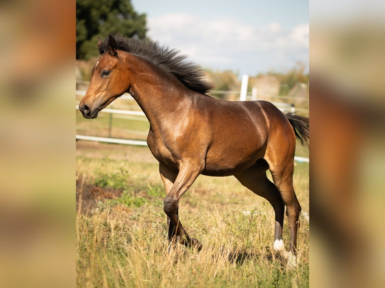 Deutsches Reitpony Stute Fohlen (02/2026) 148 cm Brauner in Weisdin