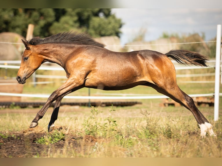 Deutsches Reitpony Stute Fohlen (02/2026) 148 cm Brauner in Weisdin