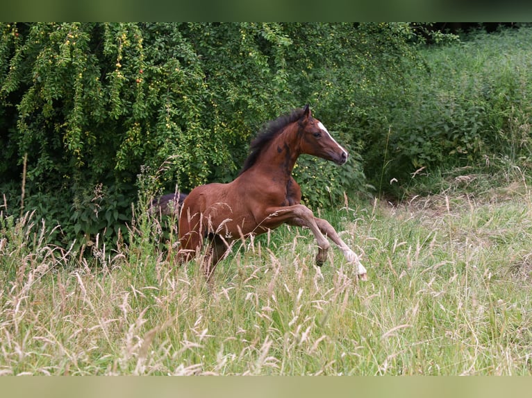 Deutsches Reitpony Stute  148 cm Brauner in Solingen
