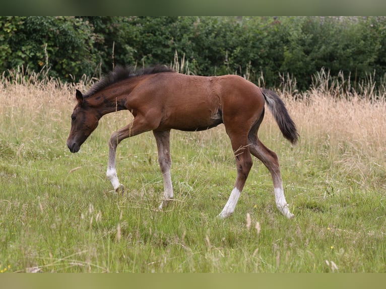 Deutsches Reitpony Stute  148 cm Brauner in Solingen