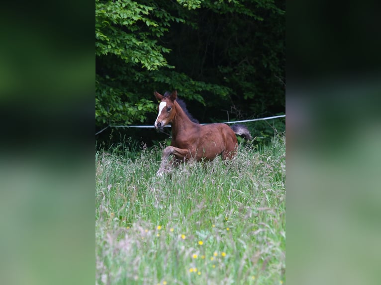 Deutsches Reitpony Stute  148 cm Brauner in Solingen