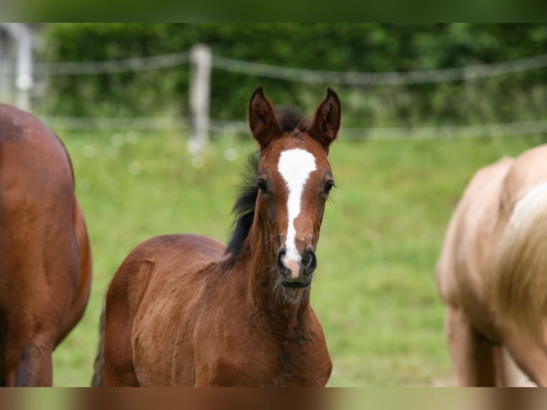Deutsches Reitpony Stute  148 cm Brauner in Solingen