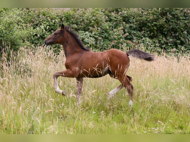 Deutsches Reitpony Stute  148 cm Brauner in Solingen