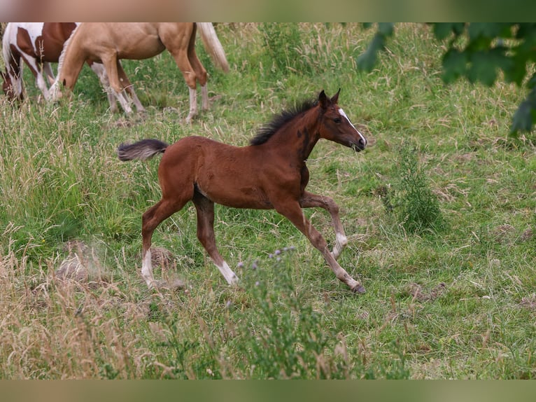 Deutsches Reitpony Stute  148 cm Brauner in Solingen
