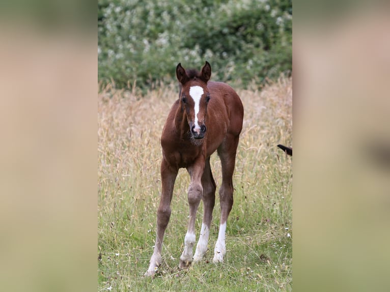 Deutsches Reitpony Stute  148 cm Brauner in Solingen