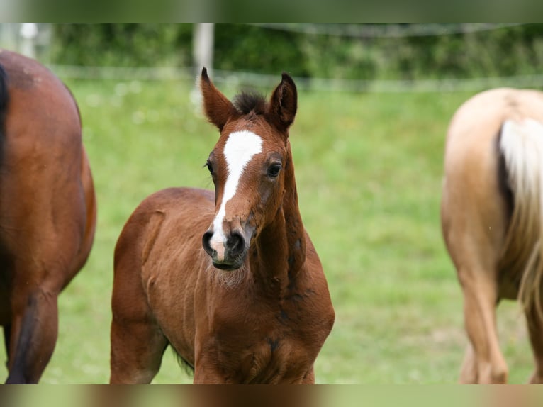 Deutsches Reitpony Stute  148 cm Brauner in Solingen