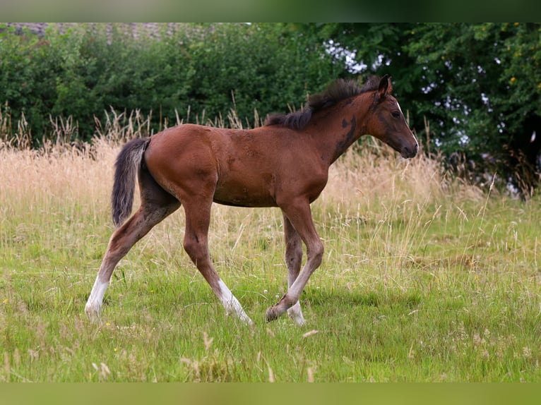 Deutsches Reitpony Stute  148 cm Brauner in Solingen