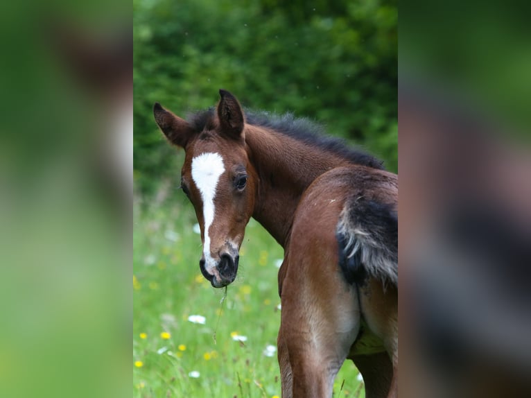 Deutsches Reitpony Stute  148 cm Brauner in Solingen