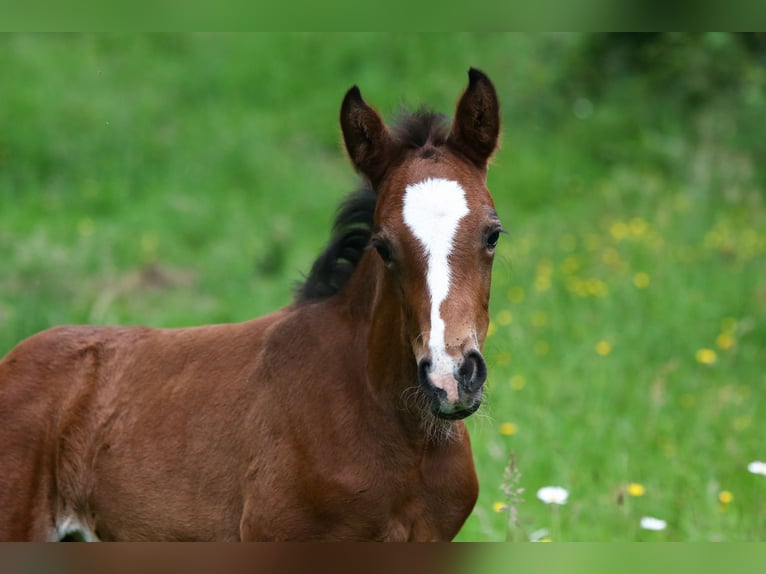 Deutsches Reitpony Stute  148 cm Brauner in Solingen