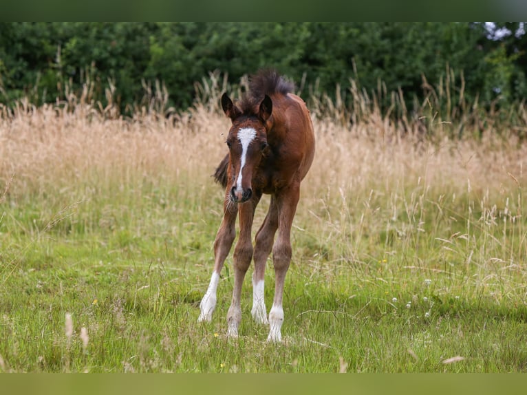 Deutsches Reitpony Stute  148 cm Brauner in Solingen
