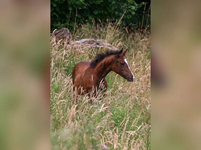 Deutsches Reitpony Stute  148 cm Brauner in Solingen