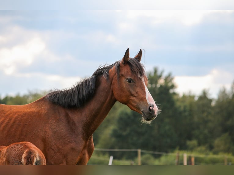 Deutsches Reitpony Stute Fohlen (01/2025) 148 cm Brauner in Bremerv&#xF6;rde