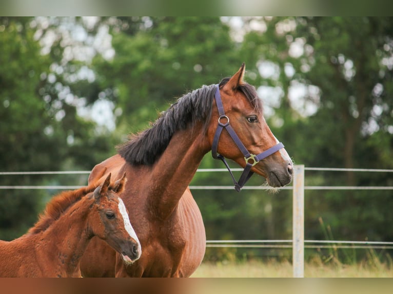 Deutsches Reitpony Stute Fohlen (01/2025) 148 cm Brauner in Bremerv&#xF6;rde