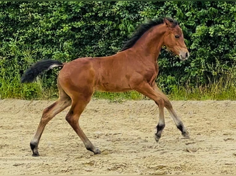 Deutsches Reitpony Stute Fohlen (04/2025) 148 cm Brauner in Schwerte