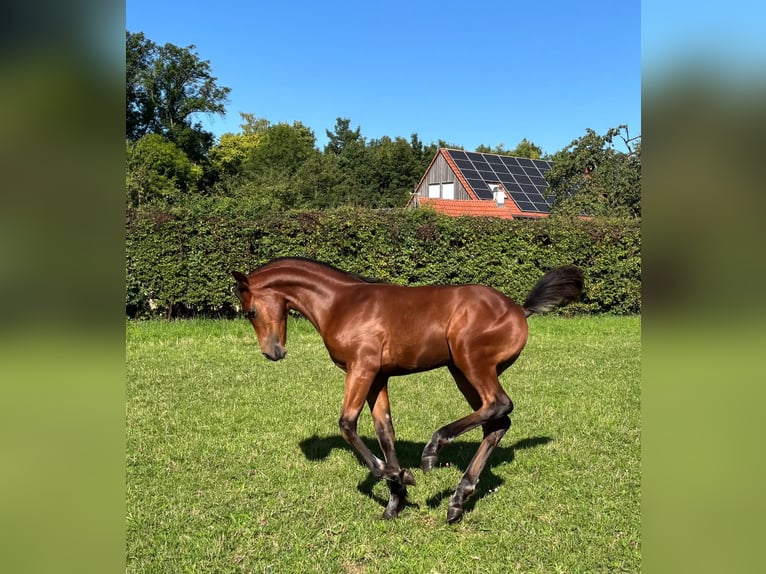 Deutsches Reitpony Stute Fohlen (04/2025) 148 cm Brauner in Schwerte
