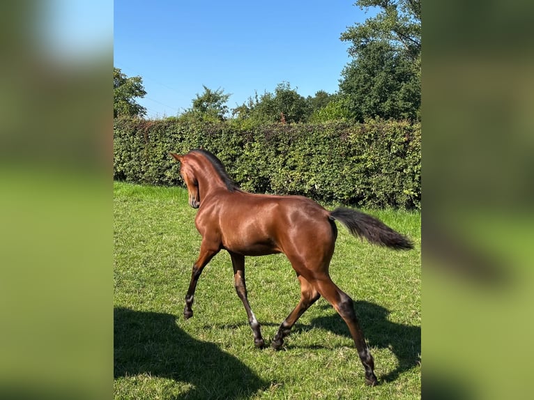 Deutsches Reitpony Stute Fohlen (04/2025) 148 cm Brauner in Schwerte