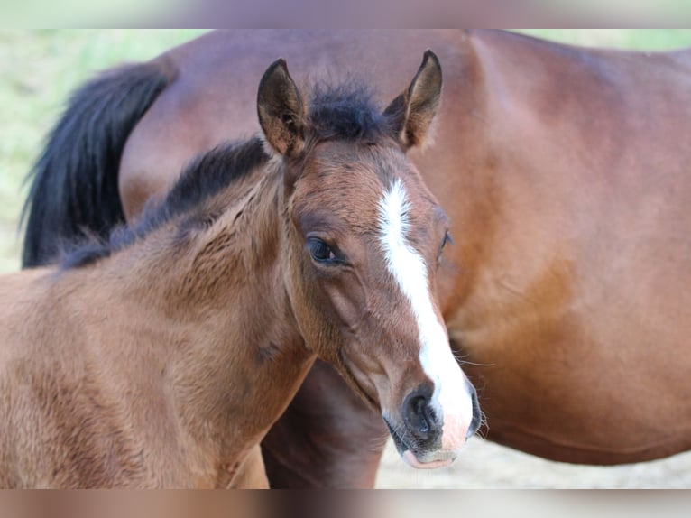 Deutsches Reitpony Mix Stute Fohlen (03/2023) 148 cm Brauner in Waldshut-Tiengen