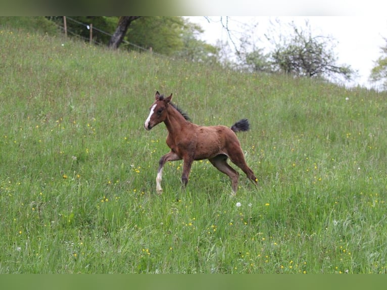 Deutsches Reitpony Mix Stute Fohlen (03/2023) 148 cm Brauner in Waldshut-Tiengen