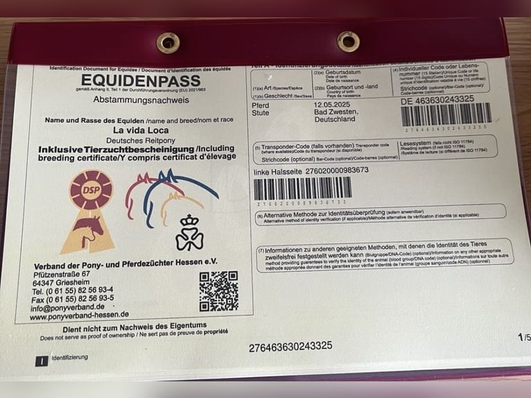 Deutsches Reitpony Stute Fohlen (05/2025) 148 cm Buckskin in Bad Zwesten
