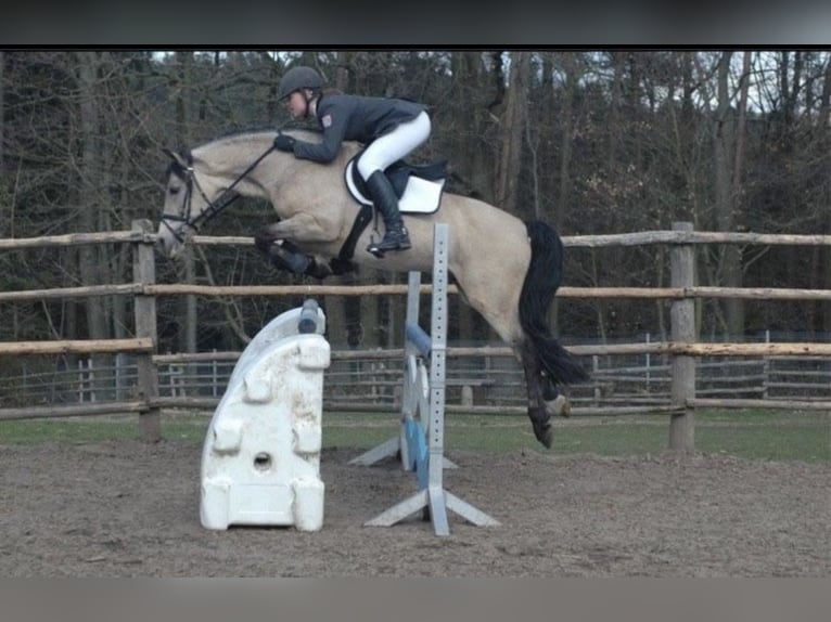 Deutsches Reitpony Stute Fohlen (05/2025) 148 cm Buckskin in Bad Zwesten