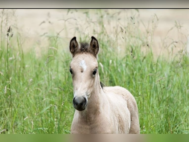 Deutsches Reitpony Stute Fohlen (05/2025) 148 cm Buckskin in Bad Zwesten