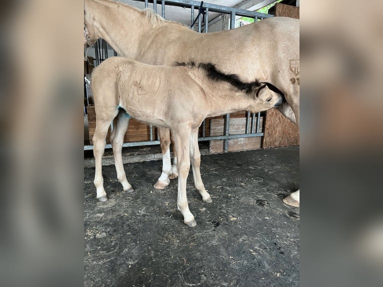 Deutsches Reitpony Stute Fohlen (05/2025) 148 cm Buckskin in Bad Zwesten