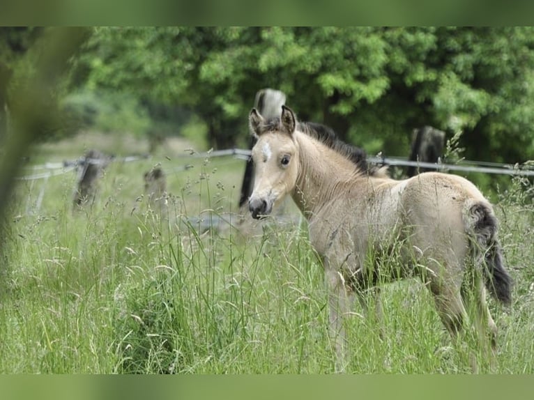Deutsches Reitpony Stute Fohlen (05/2025) 148 cm Buckskin in Bad Zwesten
