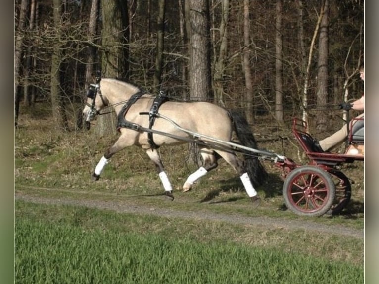 Deutsches Reitpony Stute Fohlen (05/2025) 148 cm Buckskin in Bad Zwesten
