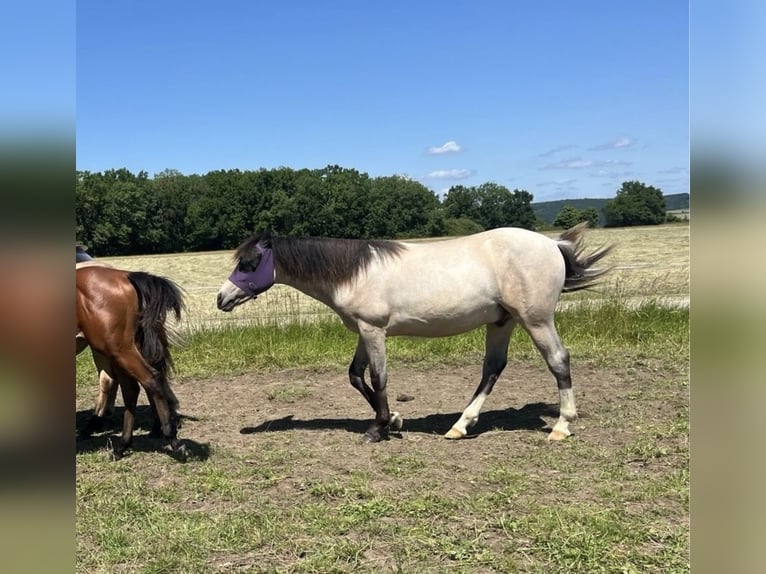 Deutsches Reitpony Stute Fohlen (05/2025) 148 cm Buckskin in Bad Zwesten