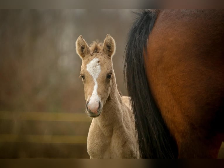 Deutsches Reitpony Stute  148 cm Buckskin in SchubySchuby