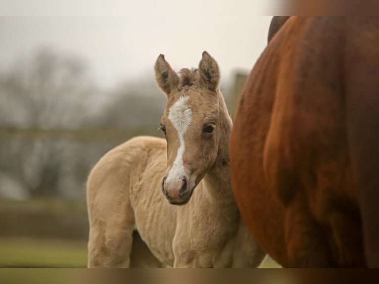 Deutsches Reitpony Stute  148 cm Buckskin in SchubySchuby