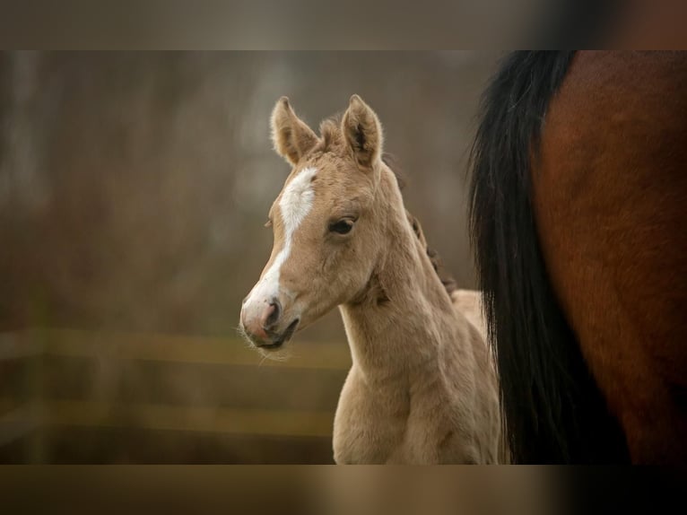 Deutsches Reitpony Stute  148 cm Buckskin in SchubySchuby