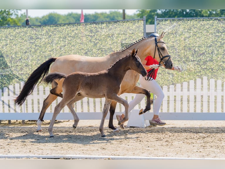 Deutsches Reitpony Stute Fohlen (05/2026) 148 cm  in Raesfeld