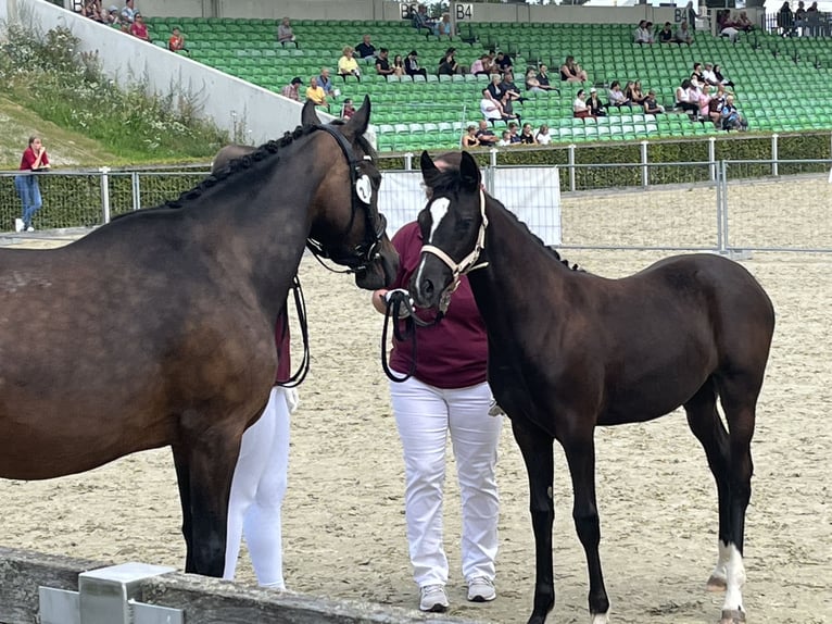 Deutsches Reitpony Stute Fohlen (03/2024) 148 cm Dunkelbrauner in Dresden