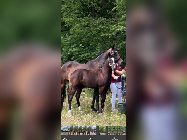 Deutsches Reitpony Stute Fohlen (03/2024) 148 cm Dunkelbrauner in Dresden