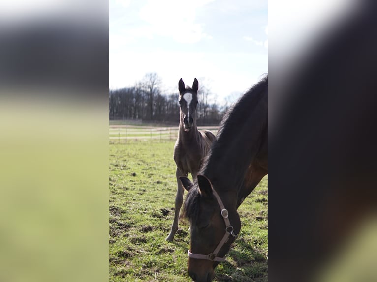 Deutsches Reitpony Stute Fohlen (03/2024) 148 cm Dunkelbrauner in Dresden