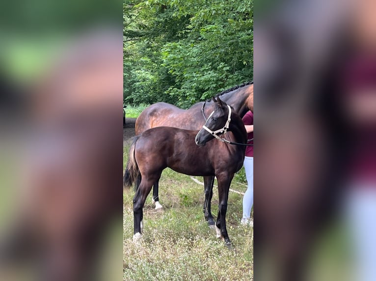 Deutsches Reitpony Stute Fohlen (03/2024) 148 cm Dunkelbrauner in Dresden