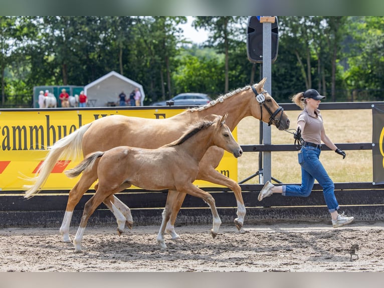 Deutsches Reitpony Stute Fohlen (04/2026) 148 cm Falbe in Twistringen