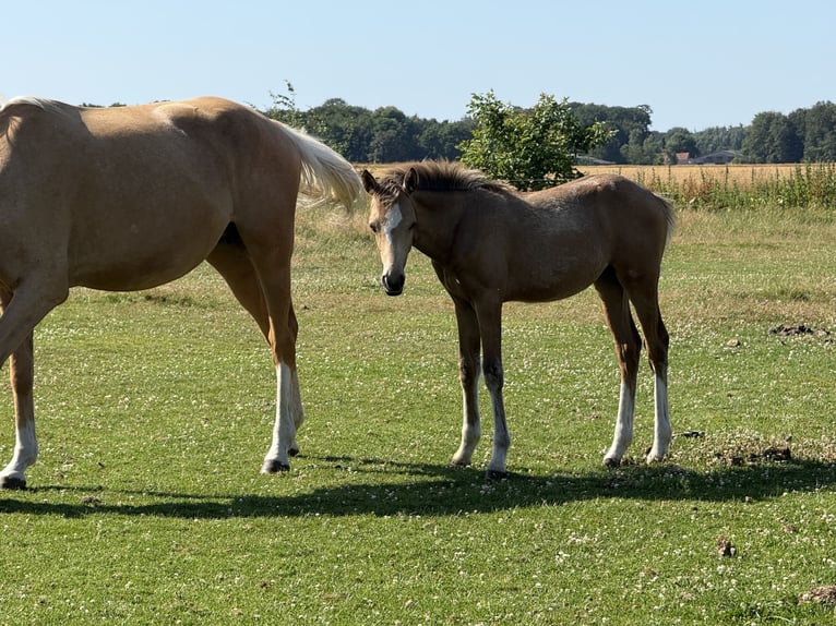 Deutsches Reitpony Stute Fohlen (03/2026) 148 cm Falbe in Twistringen