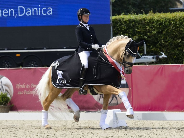 Deutsches Reitpony Stute Fohlen (03/2025) 148 cm Falbe in Wa&#x142;brzych